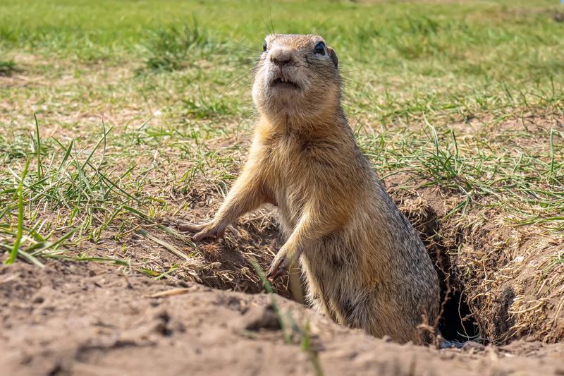 Gopher in a spring meadow.